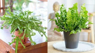 9 Top Ferns to Grow as Houseplants [upl. by Dionis]