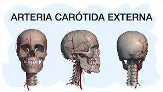 ARTERIA CARÓTIDA INTERNA ✅ [upl. by Concepcion]