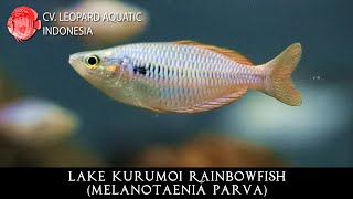 Melanotaenia parva The ATTRACTIVE rainbowfish from Lake Kurumoi Leopard Aquatic R030B [upl. by Gerik266]