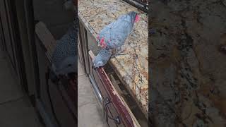 AFRICAN GREY CAUGHT ON CAMERA  Merlin Caught in the Act 🐦 [upl. by Weismann152]