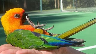 Jenday Conure Talking amp Sounds  Jenday Conure Dancing  Jandaya Parakeet Talking amp Sounds [upl. by Reel714]