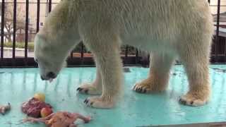 The feeding time for Aïra the polar bear at Obihiro Zoo Japan [upl. by Ethelbert]