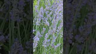 Lavender and Filberg Joy Beautiful Lavender with ashleighball choosejoyjourney travel nature [upl. by Brook886]