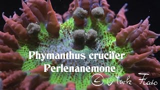 Phymanthus crucifer Perlenanemone [upl. by Esahc275]