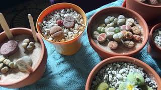 Part 1 of 4 Watering Lithops [upl. by Butterworth]