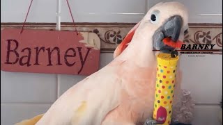 Toothbrushes and my Dad  🎶These are a few of my Favourite Things🎶 Barney 🧡 [upl. by Aisha]