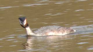 Grebes and Coot Hollingworth Lake [upl. by Connors]