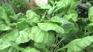 Identify the Green Cabbage Looper Vegetable Leaf Damage amp Neem Oil Treatment  TRG 2014 [upl. by Alekat]