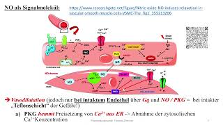 G Protein gekoppelte Rezeptoren 2 Gq und NO [upl. by Barcus41]