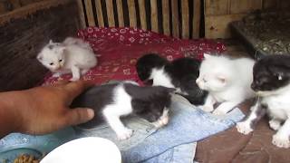 lucu banget Kucing Anggora beranak langsung 6 biji [upl. by Siegfried]