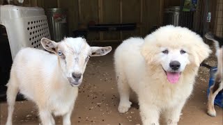 Trying to groom our Great Pyrenees coat [upl. by Obara]