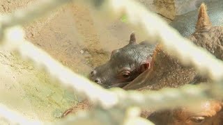 BioPark announces baby hippo naming contest [upl. by Oulman]