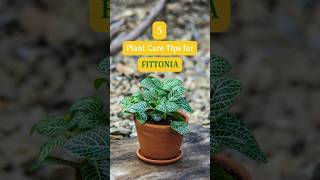 How to Plant Care for Fittonia  Fittonia Plant care Tips  Easy Growing Tips for Fittonia Plant [upl. by Alyosha]