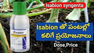 Isabion PGR పూర్తి వివరాలు  syngenta isabion telugu  agri mentor [upl. by Navanod]