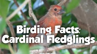 Baby Birds Cardinal Fledglings Mini documentary ID food  how to ID habitat nesting behavior [upl. by Oigolue643]