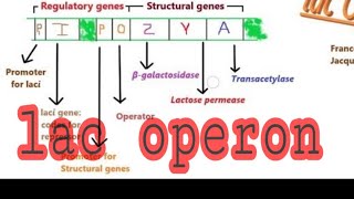 Lac Operon in hindi [upl. by Poliard]