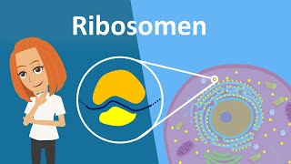 Ribosomen  Translation Aufbau amp Funktion  Studyflix [upl. by Kajdan]