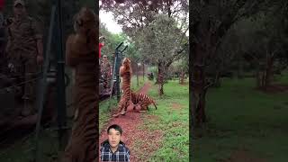 Majestic Tiger Leaps for Meat in Stunning Slow Motion animal Tiger Fengshuisimcard Fengshui [upl. by Imtiaz]