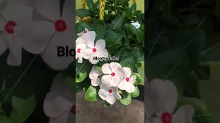 white red dot hanging vincarose bloomgarden hangingvinca vincarose [upl. by Terrene]