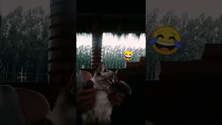 Meine Katze tanzt 😄cat funny dance MusikTanzKatzen lustig [upl. by Aniez]