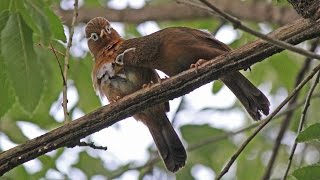 雌の横で囀るガビチョウ Male Hwamei singing beside Female [upl. by Dnamron]