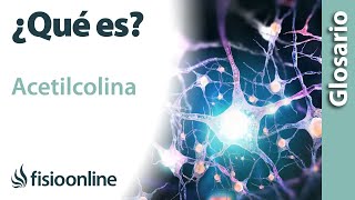 ACETILCOLINA  Qué es cuál es su función dónde se encuentran e importancia para el cuerpo [upl. by Sutniuq]