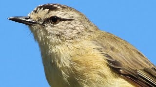 Sweet songsters – Yellowrumped Thornbills in the Capertee Valley [upl. by Alissa146]