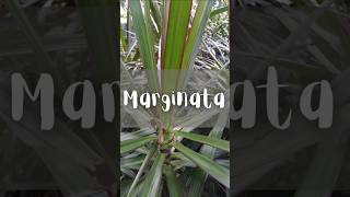 Marginata 🌿 viral foryou shortvideo shorts parati fyp nature fypシ゚viral [upl. by Jeritah]