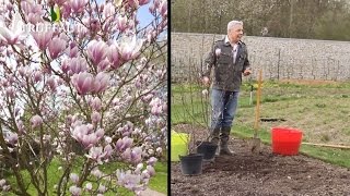 Comment planter et entretenir un magnolia   Truffaut [upl. by Aiclid]