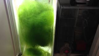 DIY Chaetomorpha tumbler refugium [upl. by Natala]