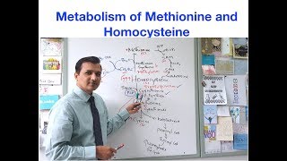 Metabolism of Methionine and Homocysteine [upl. by Stilla]