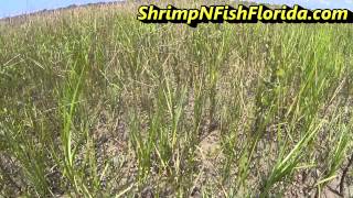 Catching Fiddler crabs The fiddler crab invasion [upl. by Henriette]