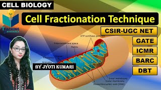 CELL FRACTIONATION TECHNIQUE  CELL BIOLOGY CSIR NET [upl. by Aisanat]