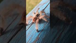 Explore Tarantulas 3 Fascinating Facts [upl. by Calhoun236]