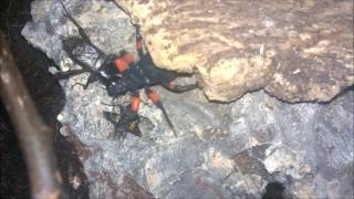 Red spotted assassin bug P rhadamanthus  rehouse and feeding [upl. by Pournaras]