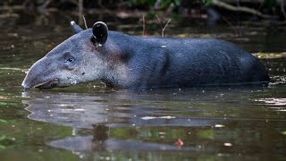 Baird Tapir In The Water  ZOO Wuppertal [upl. by Sartin]