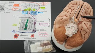 Olfaction  Olfactory Epithelium Anatomy [upl. by Lina]