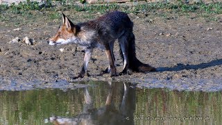 Fuchs am Wasserloch – Fox at the waterhole [upl. by Chapnick]