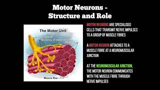 2Minute Neuroscience Neuromuscular Junction [upl. by Ynnav]