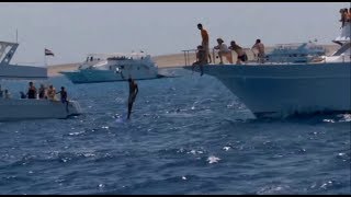 Tourstenjagd auf Delfine um Hurghada Ägypten [upl. by Larrie]