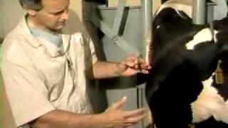 Jugular vein Blood Collection and Injection In a cow [upl. by Wilmott]