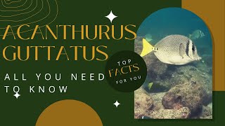 Acanthurus guttatus  whitespotted surgeonfish facts [upl. by Atteselrahc]