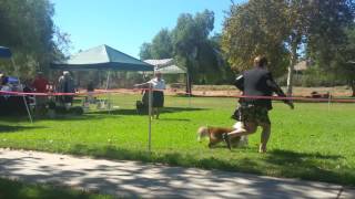 Sheltie dog show [upl. by Plato]