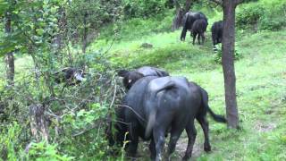 Self sufficient farming in Ukraine [upl. by Chloe]