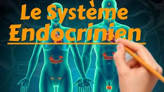 Les Bases de Lendocrinologie Le système endocrinien [upl. by Llerahc]