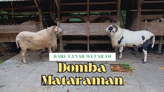 Pasang Microchip  DOMBA LOKAL MATARAMAN  Kolonjono Farm [upl. by Nocaed818]