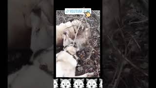 kangal vs Kurt dövüşleri çaban köpekleri youtubeshorts keşfet love shortsvideo dog [upl. by Enos]