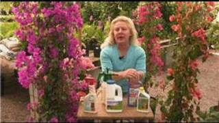 Bougainvillea Plant Care  Bougainvillea Pest Control Products [upl. by Key]