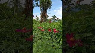 Cosmos Caudatus and Butterfly [upl. by Eintroc]