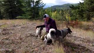 Norwegian Elkhounds doing some off leash hiking training [upl. by Hernandez]